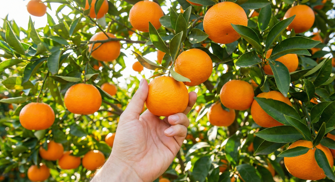 Freeze Dried Mandalina: Doğal, Aromatik ve Enerji Dolu Atıştırmalık